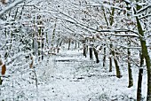 SNOW COVERED UNDISTURBED PATH