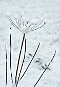 HERACLEUM SPHONDYLIUM, HOGWEED