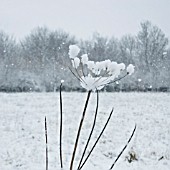 HERACLEUM SPHONDYLIUM, HOGWEED