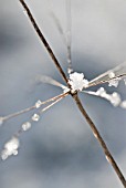 MINIATURE SNOW PILE ON WINTER STEM, (CLOSE UP)