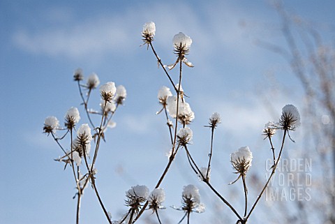 ERYNGIUM_TRIPARTITUM_SEA_HOLLY