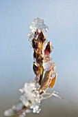 AMELANCHIER LAMARCKII, SNOWY MESPILUS