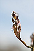 AMELANCHIER LAMARCKII, SNOWY MESPILUS