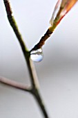 AMELANCHIER LAMARCKII, SNOWY MESPILUS