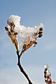 AMELANCHIER LAMARCKII, SNOWY MESPILUS