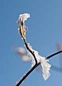 AMELANCHIER LAMARCKII, SNOWY MESPILUS