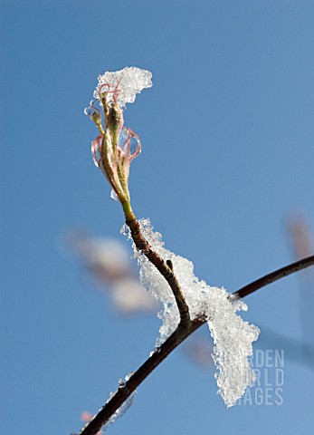 AMELANCHIER_LAMARCKII_SNOWY_MESPILUS