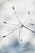 MINIATURE SNOW PILE IN CENTRE OF WINTER STEM, (CLOSE UP)