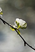 CRATAEGUS, HAWTHORN