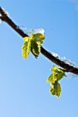 CORYLUS AVELLANA, HAZEL, COB-NUT