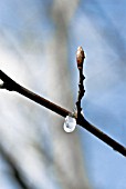 FROZEN DROPLET BENEATH BUD