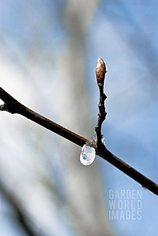 FROZEN_DROPLET_BENEATH_BUD