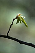 CARPINUS BETULUS, CARPINUS BETULA, HORNBEAM