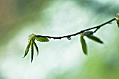 CARPINUS BETULUS, CARPINUS BETULA, HORNBEAM