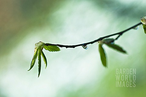 CARPINUS_BETULUS_CARPINUS_BETULA_HORNBEAM