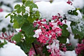 RIBES SANGUINEUM, FLOWERING CURRANT