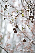 PLATANUS ACERIFOLIA, LONDON PLANE