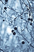 PLATANUS ACERIFOLIA, LONDON PLANE