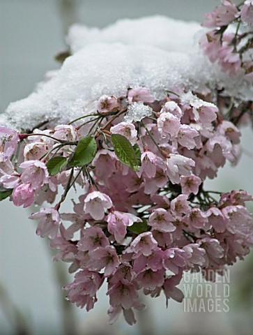 KOLKWITZIA_AMABILIS_BEAUTY_BUSH