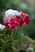 PELARGONIUM, PELARGONIUM