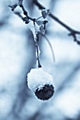 PLATANUS ACERIFOLIA, LONDON PLANE