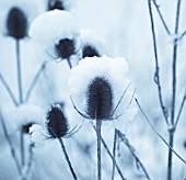 DIPSACUS FULLONUM, TEASEL