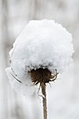 DIPSACUS FULLONUM, TEASEL