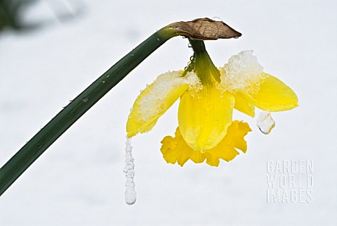 NARCISSUS_DAFFODIL