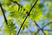 SORBUS AUCUPARIA