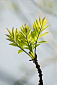 FRAXINUS EXCELSIOR