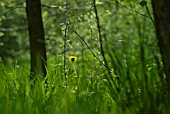 TARAXACUM OFFICINALE