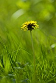 TARAXACUM OFFICINALE