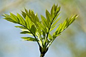 FRAXINUS EXCELSIOR