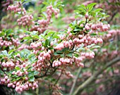 ENKIANTHUS CAMPANULATUS