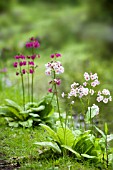 PRIMULA CANDELABRA