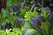 MUSTARD GREENS GROWING WITH PURPLE BASIL