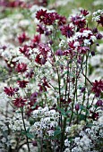 AQUILEGIA VULGARIS NORA BARLOW WITH ANTHRISCUS SYLVESTRIS