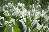 VERBASCUM BOMBYCIFERUM ARCTIC SUMMER GROWING AMONGST WHITE FLOWERS OF MATTHIOLA INCONA, SCENTED STOCK