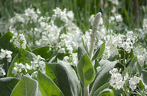 VERBASCUM_BOMBYCIFERUM_ARCTIC_SUMMER_GROWING_AMONGST_WHITE_FLOWERS_OF_MATTHIOLA_INCONA_SCENTED_STOCK