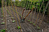 BAMBOO STRUCTURE PROVIDING SUPPORT FOR RUNNER BEAN PLANTS WITH TRADITIONAL WHEEL HOE IN BETWEEN ROWS