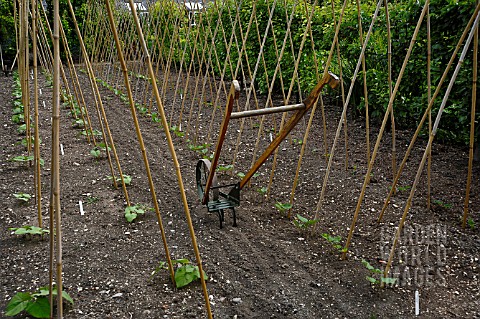 BAMBOO_STRUCTURE_PROVIDING_SUPPORT_FOR_RUNNER_BEAN_PLANTS_WITH_TRADITIONAL_WHEEL_HOE_IN_BETWEEN_ROWS