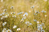 LEUCANTHEMUM VULGARE