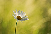 LEUCANTHEMUM VULGARE