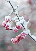 EUONYMUS EUROPAEUS, SPINDLE TREE