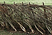 CORYLUS AVELLANA, CUT AND LAID FOR HEDGING