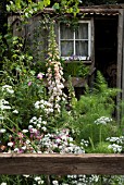 DIGITALIS IN COTTAGE GARDEN