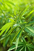 CANNABIS SATIVA