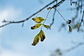 FRAXINUS EXCELSIOR, WITH DIEBACK