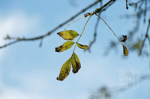 FRAXINUS_EXCELSIOR_WITH_DIEBACK