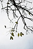 FRAXINUS EXCELSIOR, WITH DIEBACK